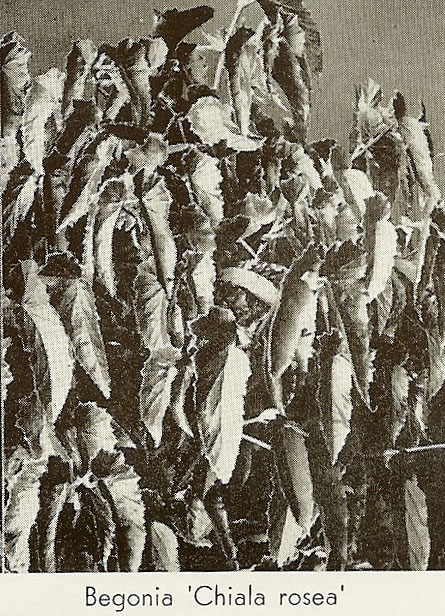 B. ‘Chiala Rosea’
